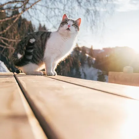 Gut Stein Panoramalodge *