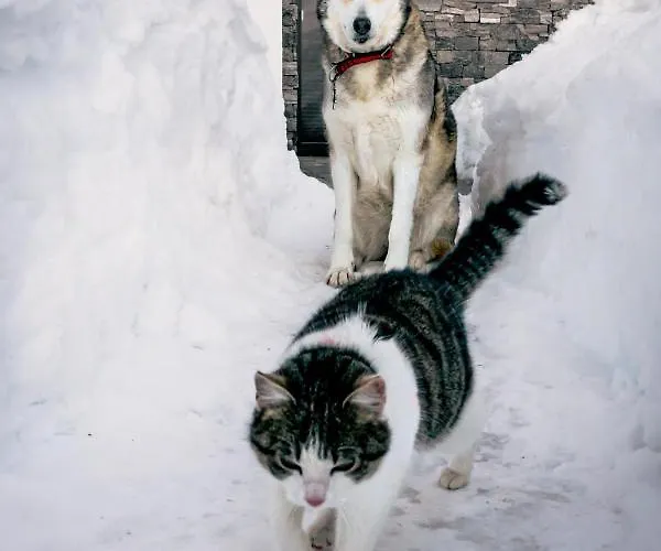 Gut Stein Panoramalodge Apartment